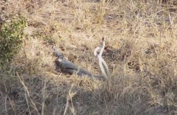 Imagens mostram acasalamento entre duas mambas negras (Foto: Reprodução/YouTube/Kruger Sightings)