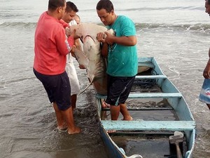 Tubarão martelo foi encontrado por pescadores nesta quarta-feira (22) (Foto: Reprodução/Facebook)
