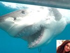 Tubarão branco parece rir em foto incrível tirada por turista na Austrália