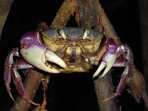 Período de defeso do caranguejo-uçá vai de janeiro a março, segundo o governo do Amapá (Foto: Divulgação/Governo do Amapá)