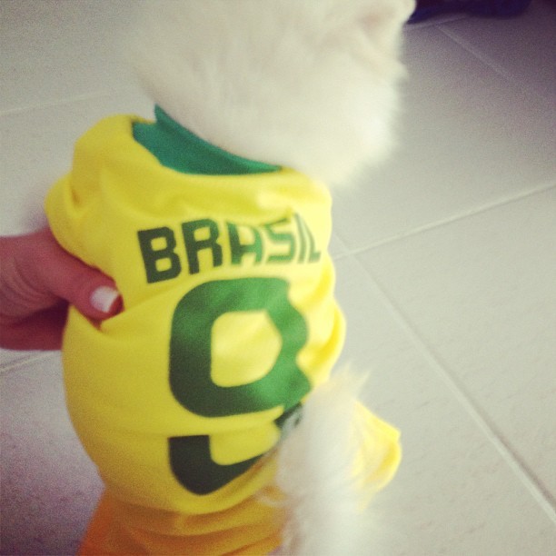 Bruninho, cachorro de Nicole Bahls (Foto: Instagram/ Reprodução)