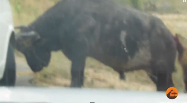 Búfalo avançou com os chifres contra pneu de veículo de turistas (Foto: Reprodução/YouTube/Kruger Sightings)