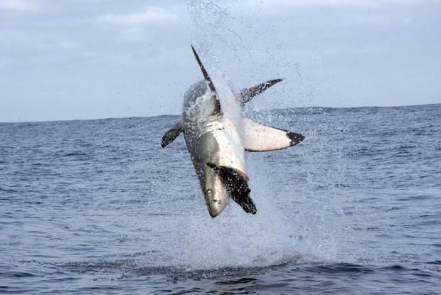 Tubarão branco saltou quase 4 metros de altura para capturar foca de brinquedo. (Foto:  Barcroft Media/Getty Images)