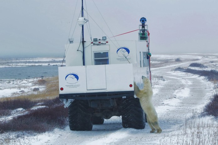 Urso interage com o buggy equipado com o trekker do Street View (foto: Reprodução/Google)