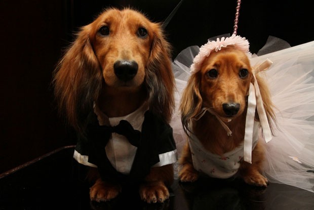 Casal de Dachshund de pelo longo 'posa' para os fotógrafos (Foto: tina)