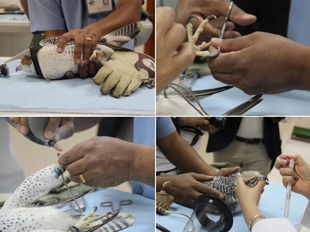 Imagens mostram funcionário cuidando das unhas de um falcão; garras são cortadas e lixadas (Foto: Flávia Mantovani/G1)