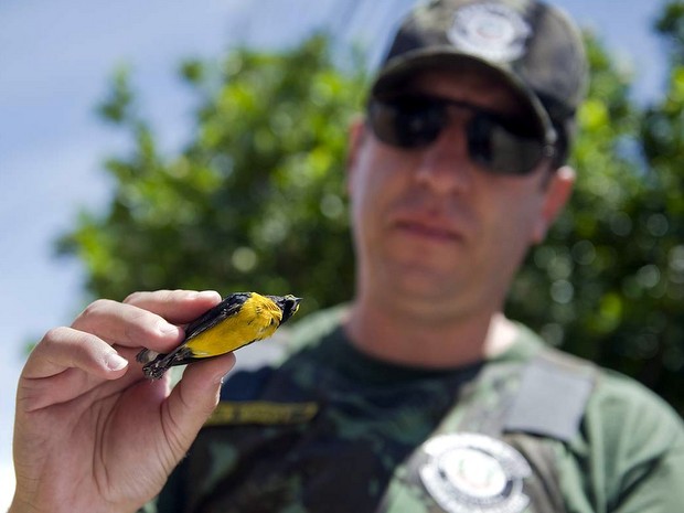 Justiça manda GM apreender aves mantidas em cativeiro em Limeira (Foto: Wagner Morente/Prefeitura de Limeira)