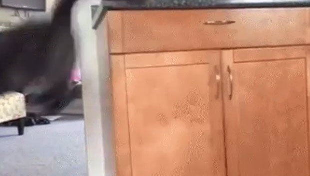 Felino salta sobre a porta e acaba fechando o armário (Foto: Reprodução/Reddit/SAFE4WORKS) Felino salta sobre a porta e acaba fechando o armário (Foto: Reprodução/Reddit/SAFE4WORKS)