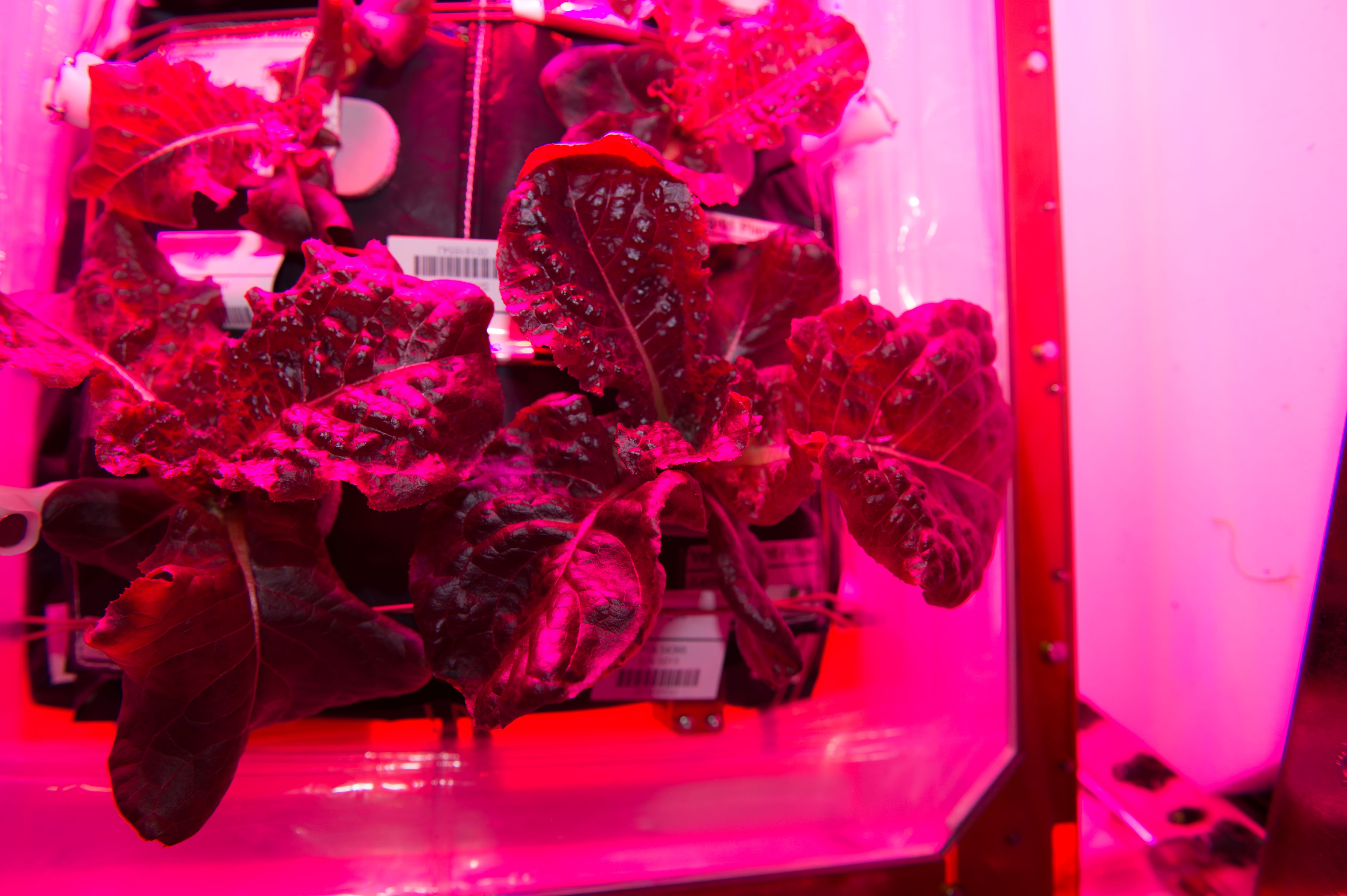 A alface cultivada no experimento Veggie e consumida nesta segunda (10/8) pelos astronautas (Foto: NASA)