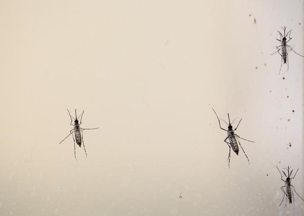 Mosquito Aedes aegypti, transmissor do vírus da zika, em laboratório dos Estados Unidos (Foto: Alvin Baez /Files/Reuters)