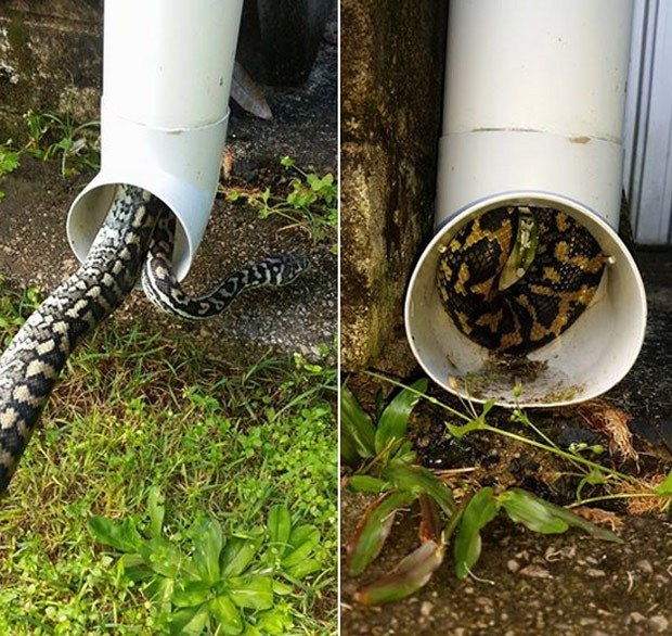 Cobra enorme foi flagrada em cano de casa em Maroochydore (Foto: Reprodução/Facebook/The Snake Catcher 24/7 - Sunshine Coast)