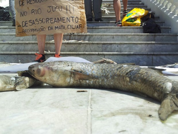 Peixe morto é jogado na porta do Palácio Anchieta, em Vitória (Foto: Luiza Marcondes/ G1)