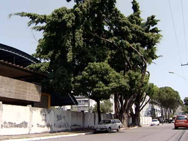 As duas figueiras de Jardim da Penha, em Vitória, têm mais de 15 metros de altura (Foto: Reprodução/TV Gazeta)
