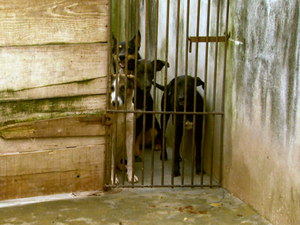 Cães vivem em espaço apertado no canil (Foto: Reprodução EPTV) Cães vivem em espaço apertado no canil (Foto: Reprodução EPTV)