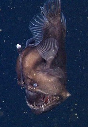 O peixe foi filmado em Monterrey, na Califórnia  (Foto: BBC)