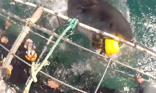 Tubarão avançou contra gaiola ao tentar devorar a isca (Foto: Reprodução/YouTube/Patrick Andersson)