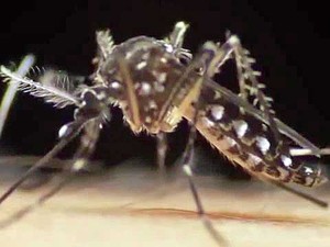 Aedes aegypti (Foto: G1)