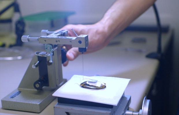 Cientistas criam baratas ciborgues guiadas por controle remoto. (Foto: Divulgação/BBC)