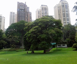 Parque Burle Marx, área verde de 138 mil m² em meio a prédios (Foto: Jaiton de Oliveira Cavalcanti/VC no G1)