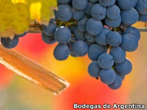 Produtores e importadores de vinho argentino estão apostando na Classe C brasileira para crescer (Foto: BBC)