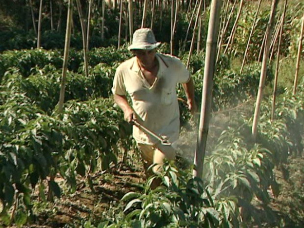 Agricultor usa agrotóxico na lavoura sem proteção, no Espírito Santo (Foto: Reprodução/TV Gazeta)