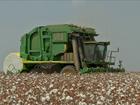 Mais de 75% da área plantada de algodão já foi colhida no Mato Grosso
