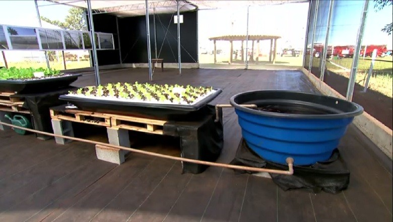 agricultura-criacao-aquaponia (Foto: Reprodução/TV Globo)