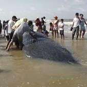 Baleia de mais de 10 metros morre em praia (Iris Santos / Rádio Tropical de Marudá)