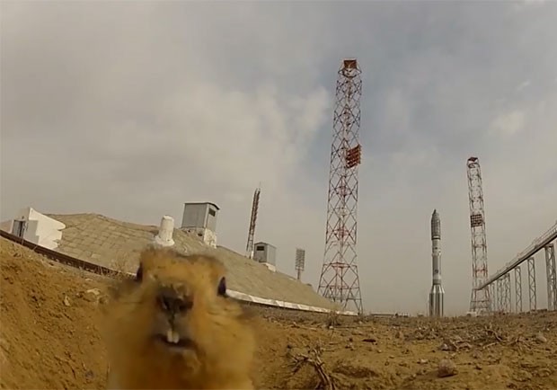 Esquilo 'corajoso' mora perto de plataforma de lançamento de foguete (Foto: Reprodução/Youtube)