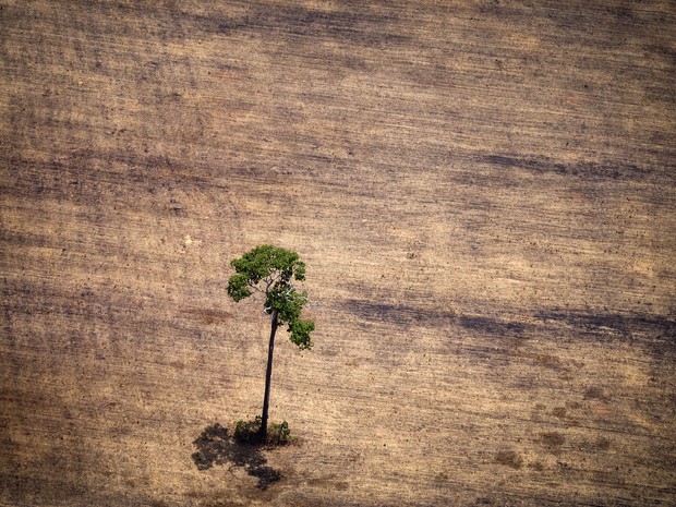 Imagem de 14 de outubro deste ano mostra árvore solitária em área devastada pelo desmatamento ilegal na área de floresta amazônica no estado do Pará (Foto: Raphael Alves/AFP)