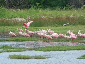 Aves Da Laguna Araruama Rj Serao Registradas Em Inventario Fotografico Regiao Dos Lagos G1 Find rosa garca's contact information, age, background check, white pages, pictures, bankruptcies, property records, liens & civil records. g1 globo