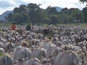 Criação de gado no Pantanal de Mato Grosso do Sul (Foto: Reprodução/TV Morena)