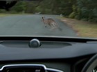 Na Austrália, carro terá sistema para evitar atropelamento de cangurus
