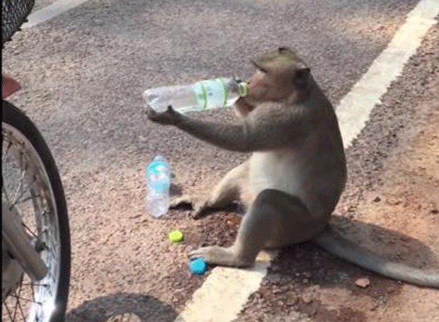 Macaco 'rouba' garrafas d'água de turistas no Camboja (Foto: Sary's Siem Reap Tours/YouTube)