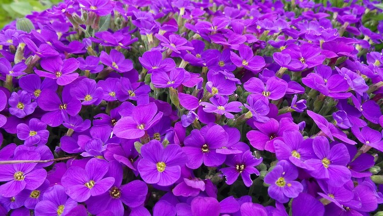 violeta-flor (Foto: Pixabay/BeckerBuben/Creative Commons)