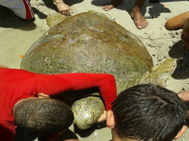 Tartaruga marinha presa em rede de pesca é resgatada em Sergipe (Foto: Rewris Bike/Arquivo Pessoal)
