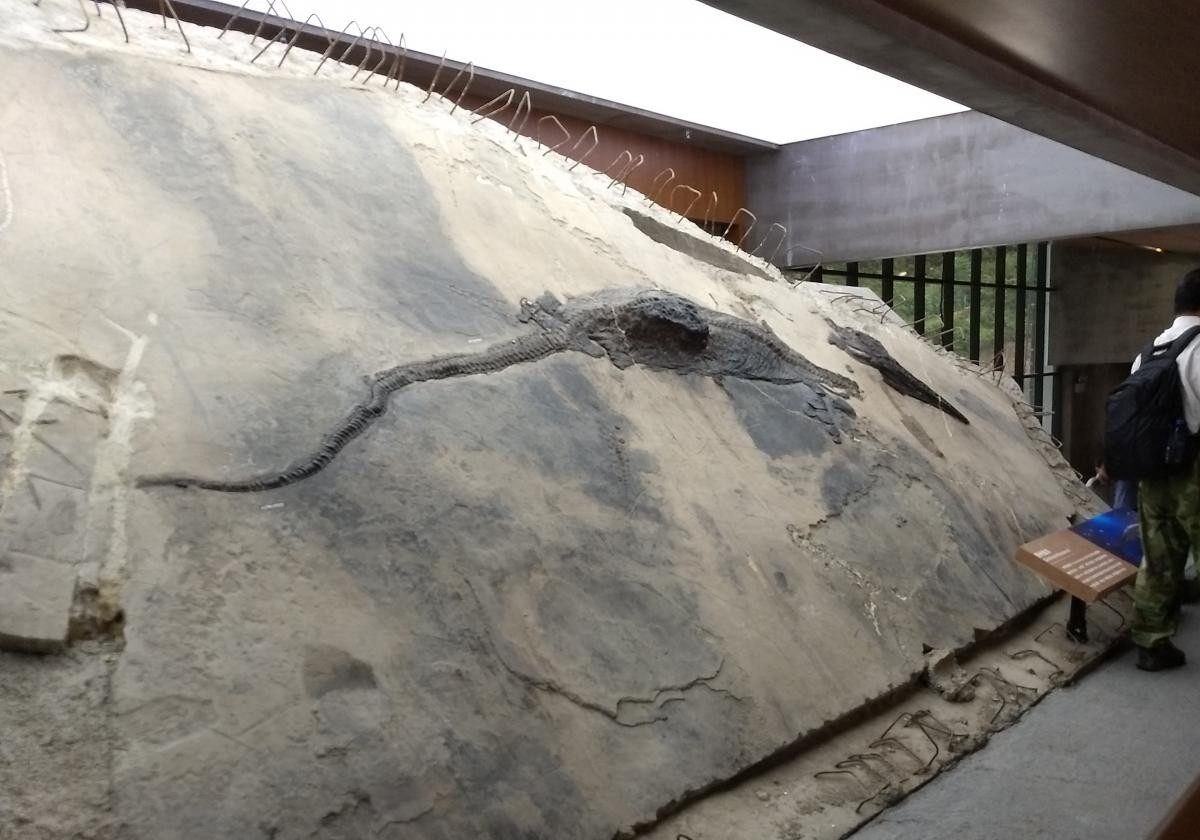 Talatossauro de cerca de quatro metros de comprimento foi encontrado na barriga de um ictiossauro em uma escavação na China (Foto: Ryosuke Motani / divulgação) Talatossauro de cerca de quatro metros de comprimento foi encontrado na barriga de um ictiossauro em uma escavação na China (Foto: Ryosuke Motani / divulgação)