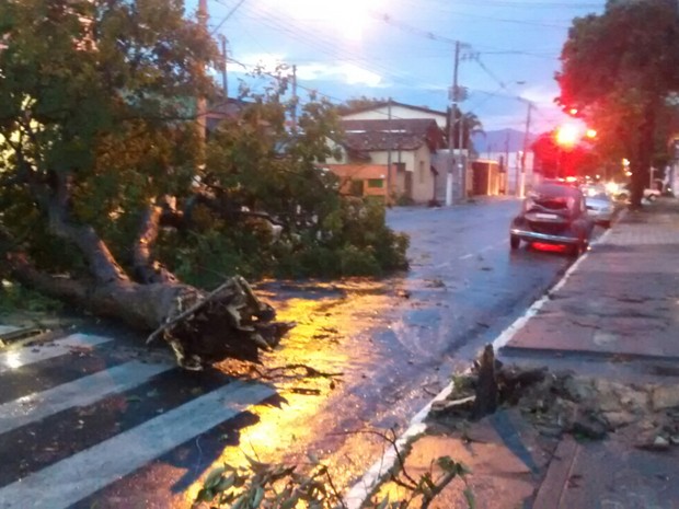 Árvore cai em carro na região da Estiva (Foto: Vanguarda Repórter/Crisllan Souza)