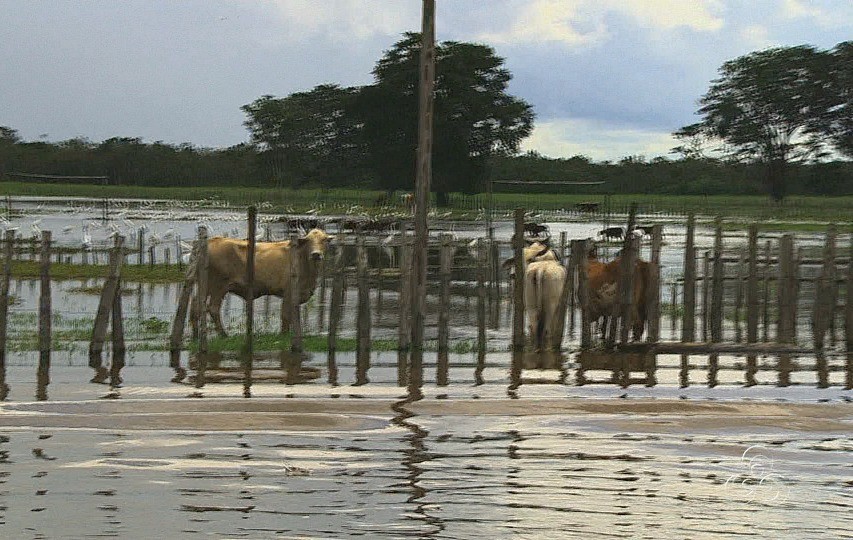 Muitos animais ainda estão no pasto encharcado (Foto: Jornal do Amazonas)