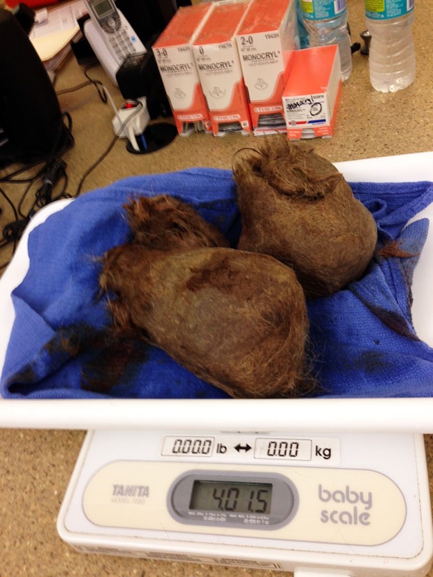 Veterinários retiraram uma bola de pelos de 1,81 quilo (Foto: James Judge/ BluePearl Veterinary Partners/AP)