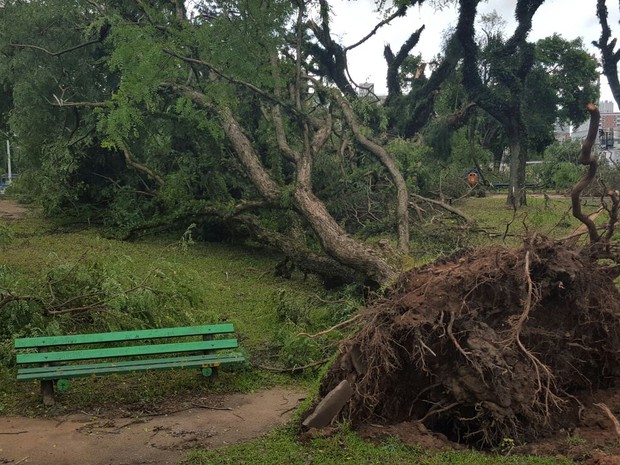 Árvores foram arrancadas durante temporal em Porto Alegre (Foto: Joyce Heurich/G1)