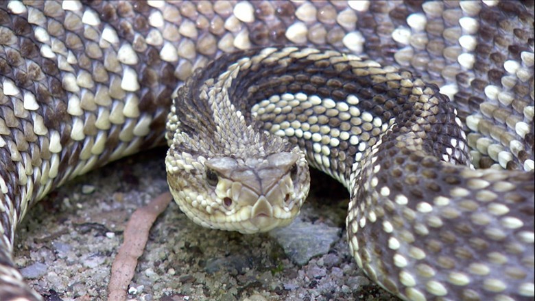 Serpente corre risco de ser sacrificada no DF por falta de soro no país