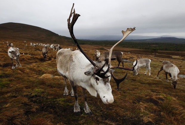 Renas são consideradas invasoras na Antártica (Foto: David Moir/Reuters)