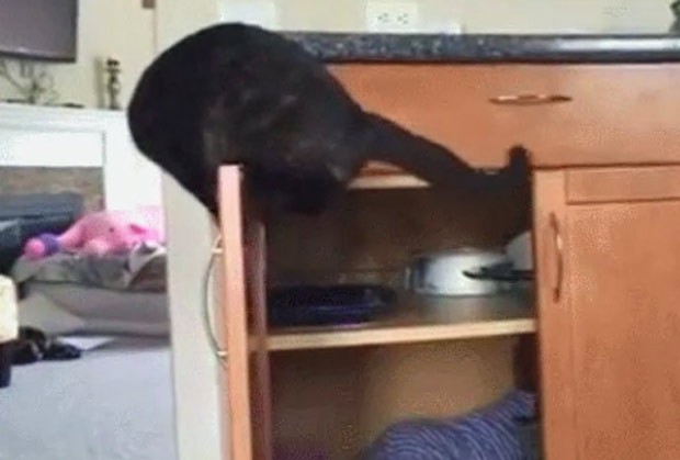 Cena recebeu mais de 1,8 milhão de visualizações (Foto: Reprodução/Reddit/SAFE4WORKS) Cena recebeu mais de 1,8 milhão de visualizações (Foto: Reprodução/Reddit/SAFE4WORKS)