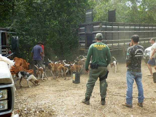 Operação do Ibama apreendeu animais usados para caça ilegal. (Foto: Ibama/MT)