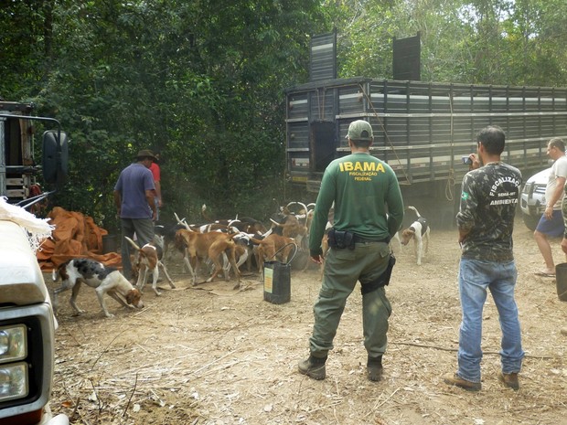 Operação do Ibama apreendeu animais usados para caça ilegal. (Foto: Ibama/MT) Operação do Ibama apreendeu animais usados para caça ilegal. (Foto: Ibama/MT)