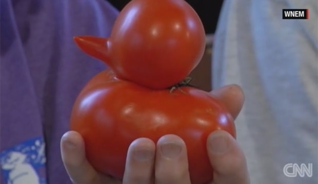  Marie Davidek colheu tomate que lembra o formato de um pato (Foto: Reprodução/YouTube/CNN)