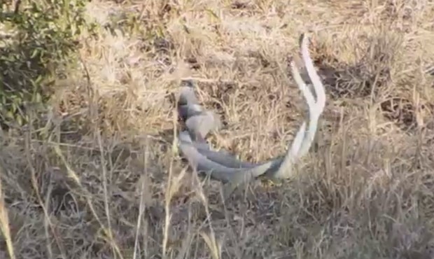 Cobras venenosas foram filmadas durante dança do acasalamento (Foto: Reprodução/YouTube/Kruger Sightings)
