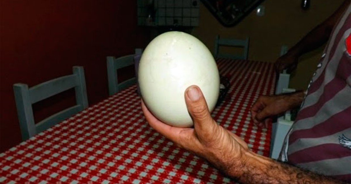 G1 'Ovo gigante' vira atração na zona rural de Apodi, RN notícias em Rio Grande do Norte