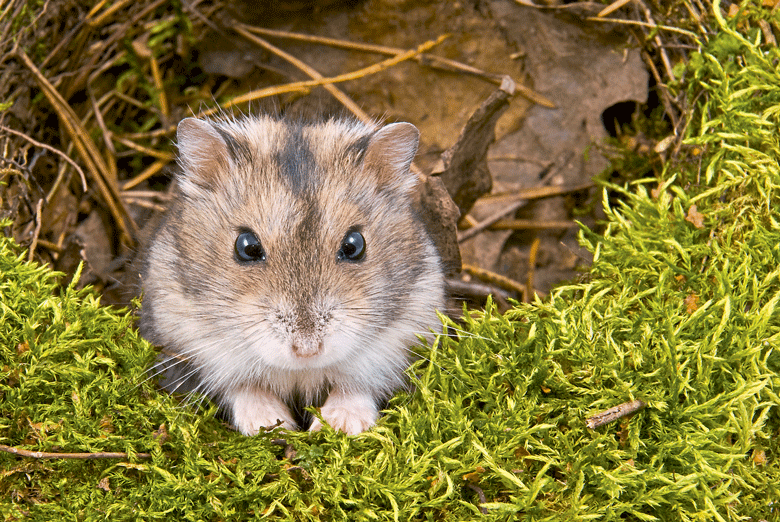 Featured image of post Hamster Anão Imagens De Hamster / Gratuitas para uso comercial não precisam de atribuição sem direitos autorais.